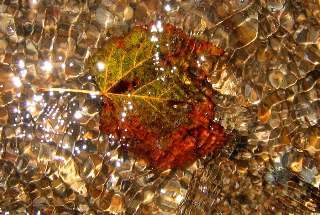 leafy pal loves to swim...