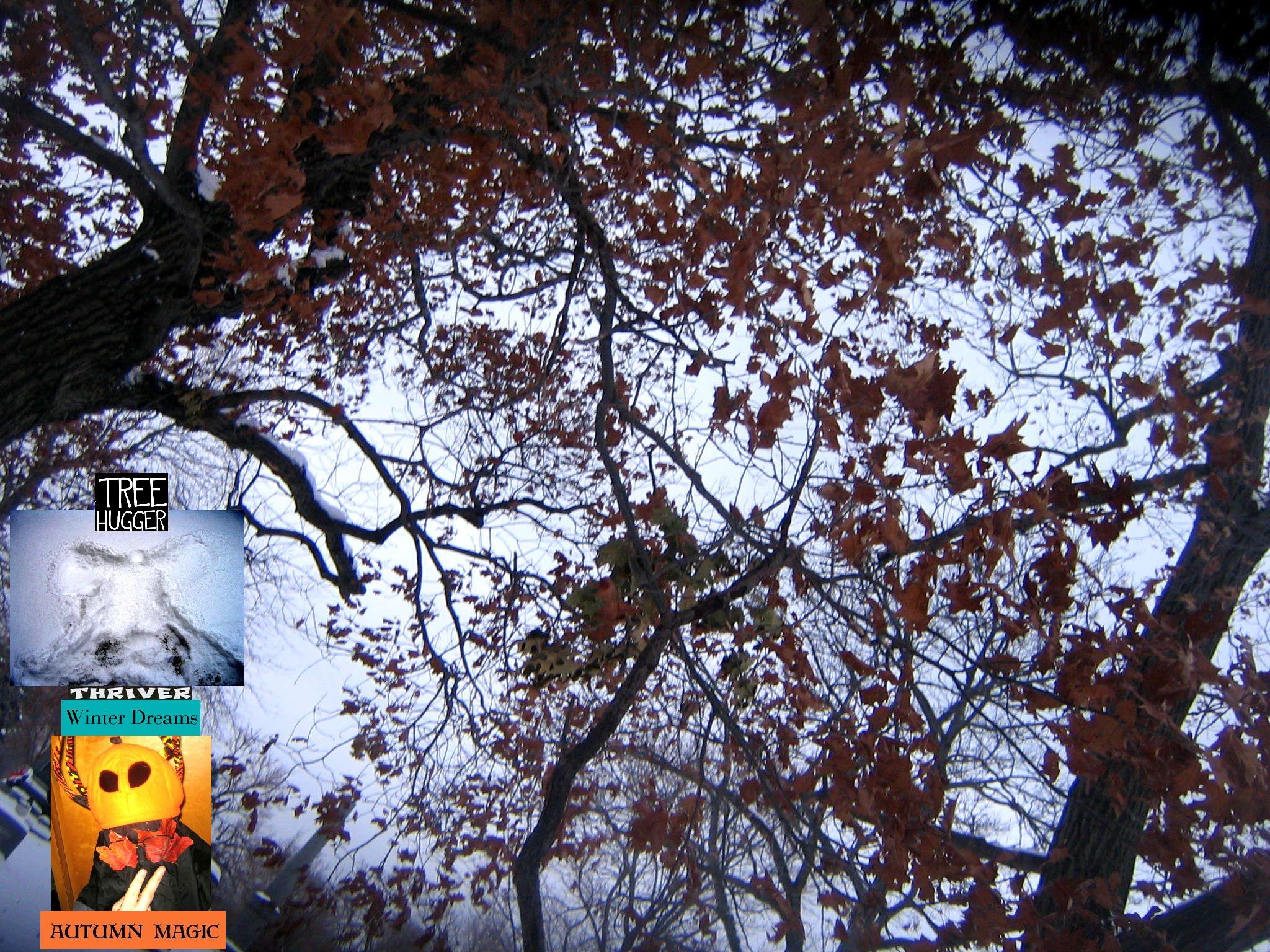 IMG_2564.JPG...december 15..still officially ahhhhsome autumn...