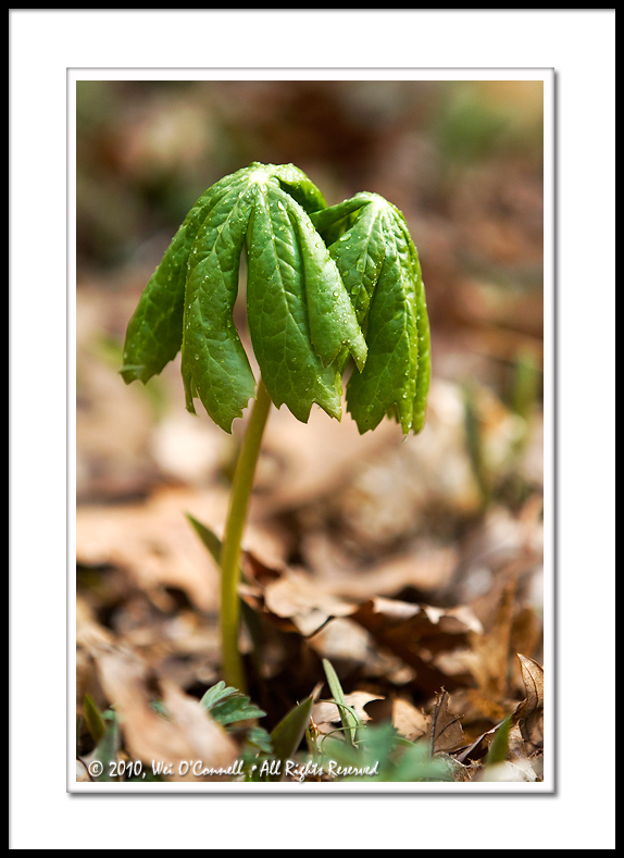  A Wonderful Sign of Spring!!!