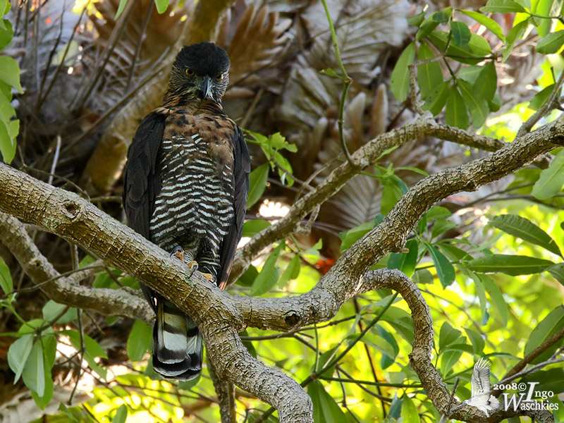 Adult Sulawesi Hawk-Eagle