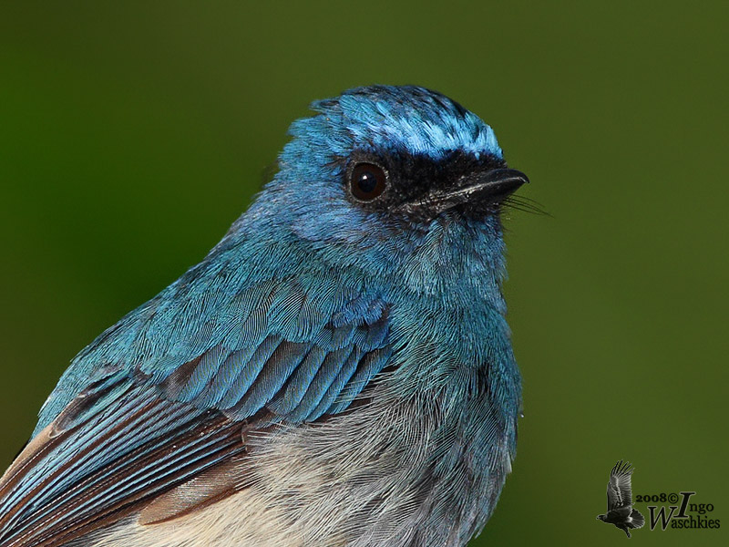 Adult Indigo Flycatcher