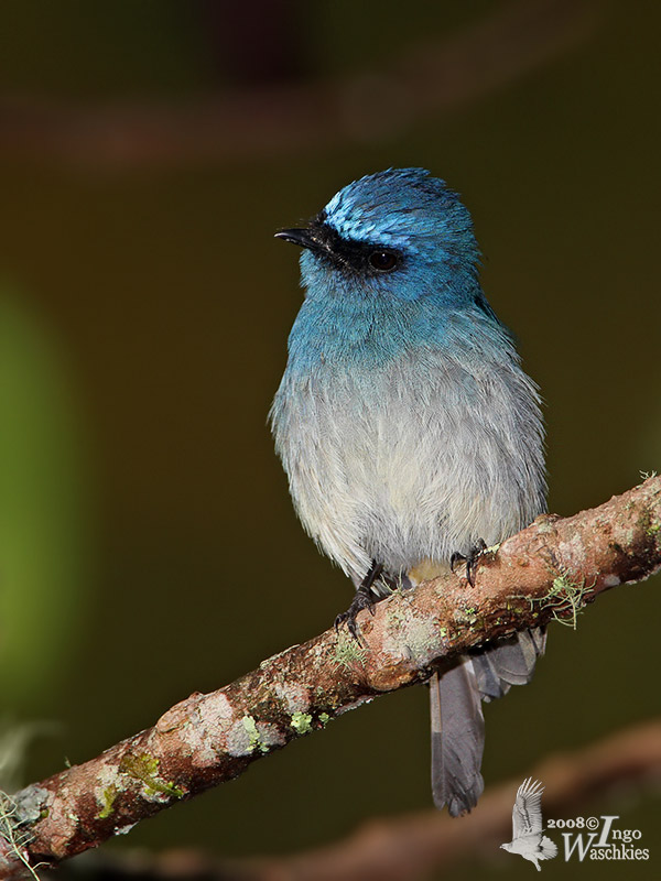 Adult Indigo Flycatcher