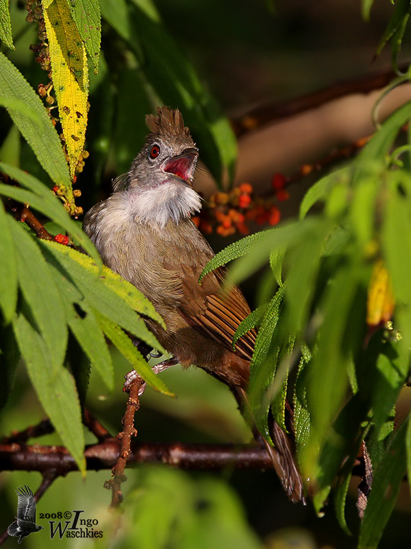 Adult Ochraceous Bulbul (ssp. ruficrissus)