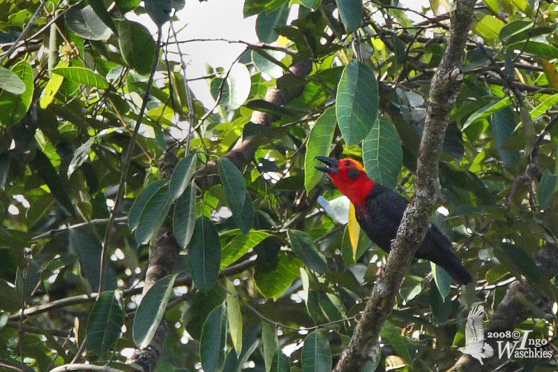 Pityriaseidae