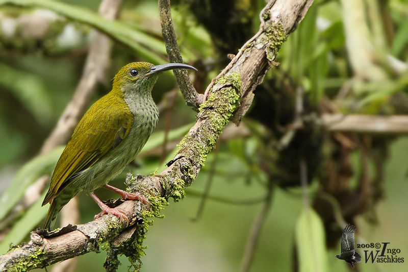 Adult Streaky-breasted Spiderhunter