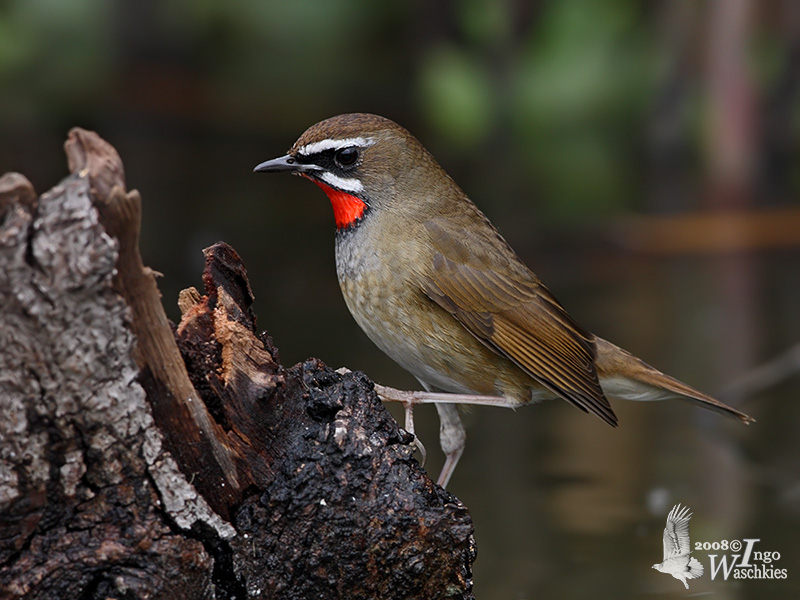 Adult male Siberian Rubythroat
