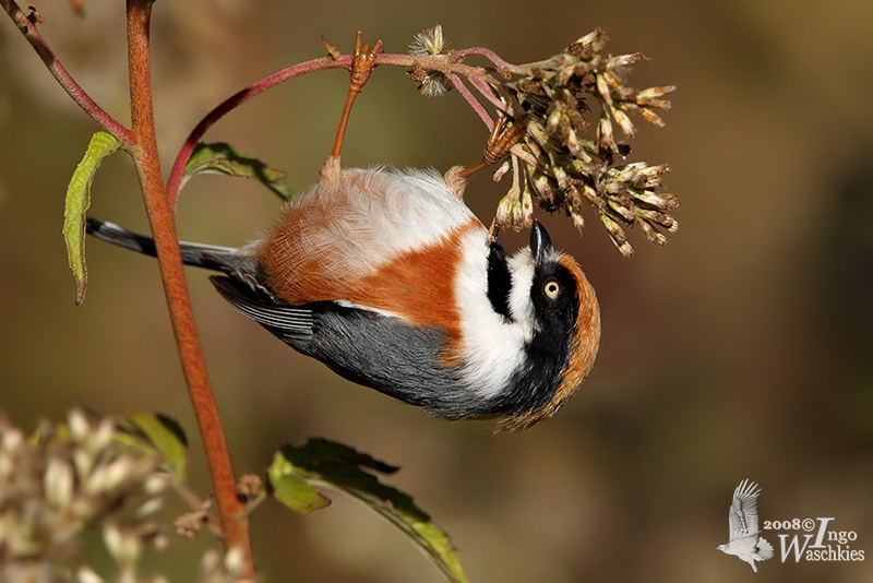 Aegithalidae