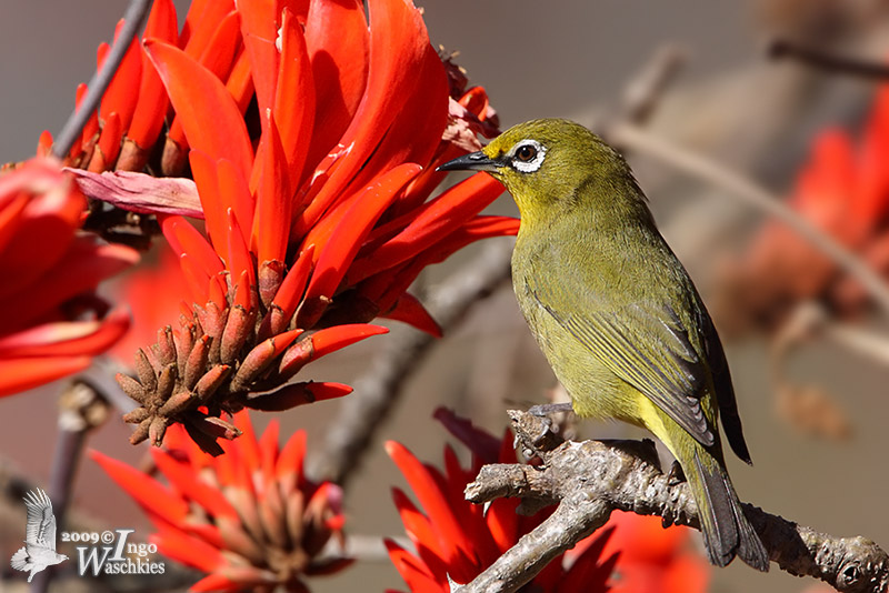 Adult Cape White-eye (ssp. virens)