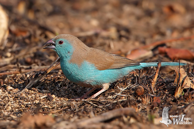 Adult male Blue Waxbill