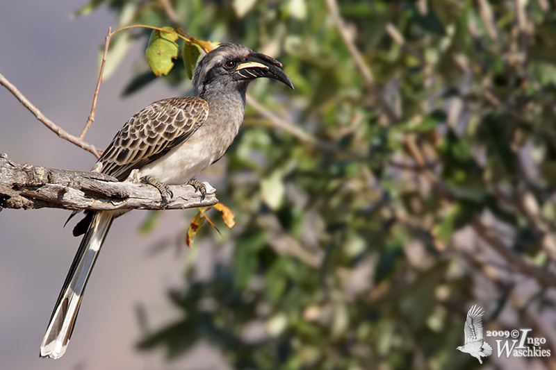 Adult male Grey Hornbill (ssp. <em>epirhinus</em>)