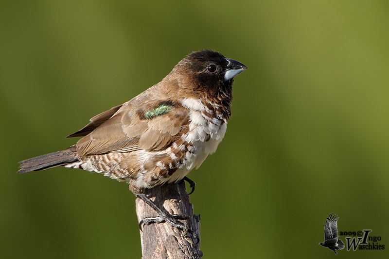 Adult male Bronze Mannikin (ssp. <em>cucullata</em>)