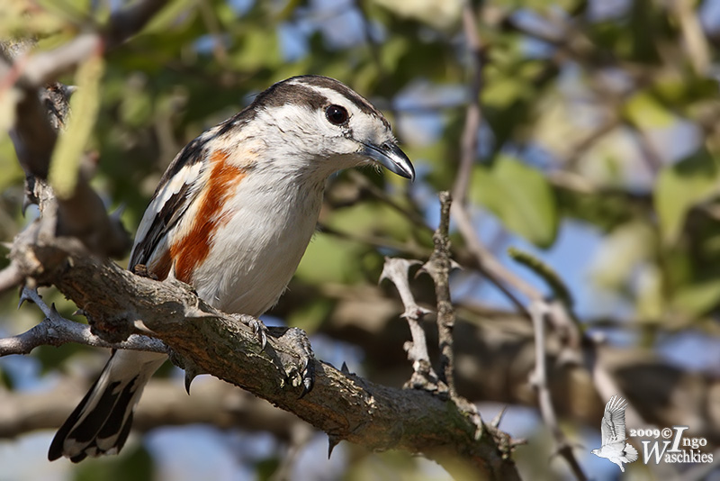 Immature male Brubru (ssp. solivagus)