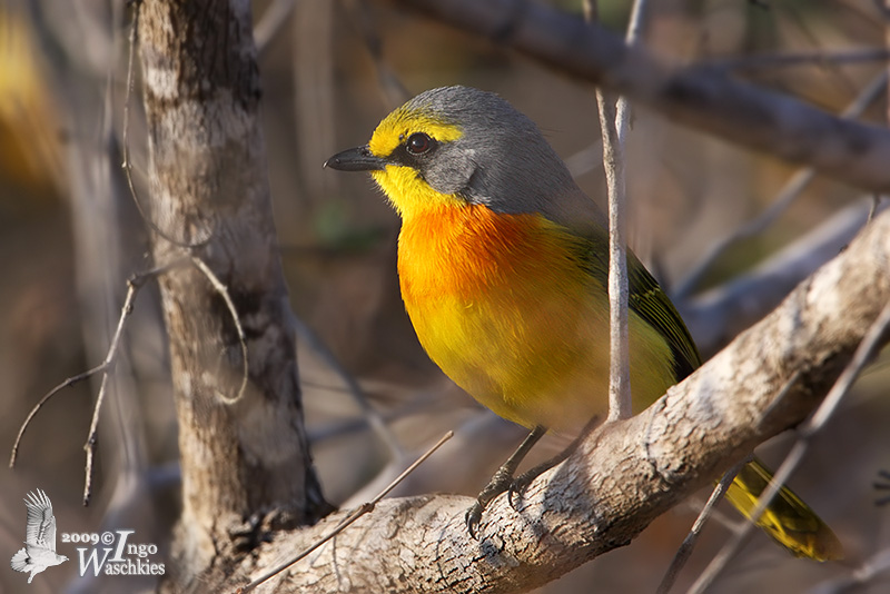 Adult Orange-breasted Bushshrike