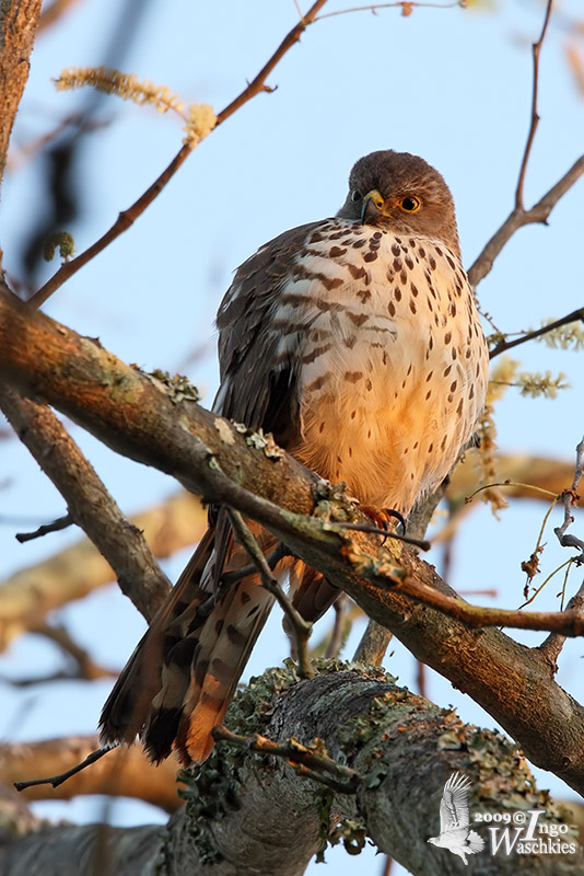 Immature Little Sparrowhawk