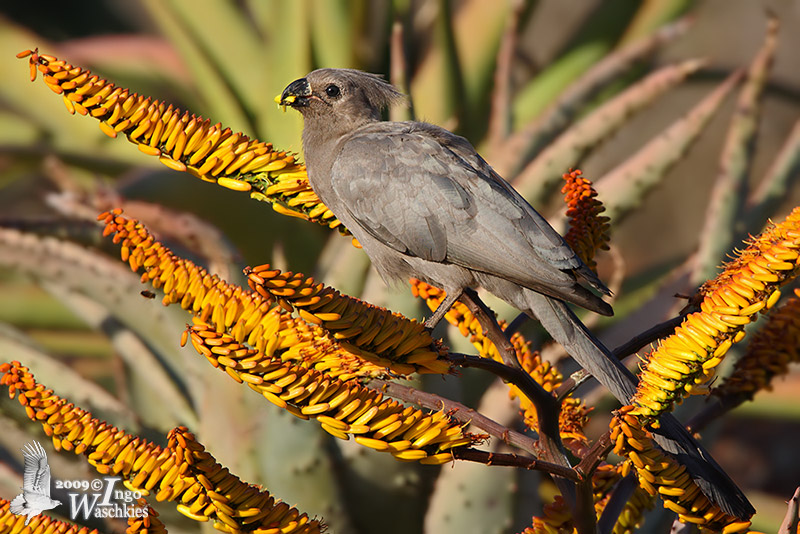 Adult Grey Go-away-bird