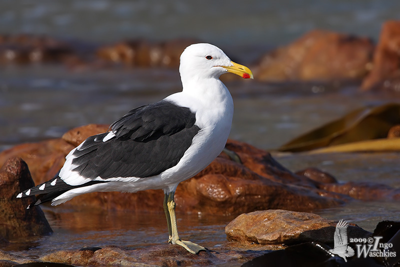 Adult Kelp Gull