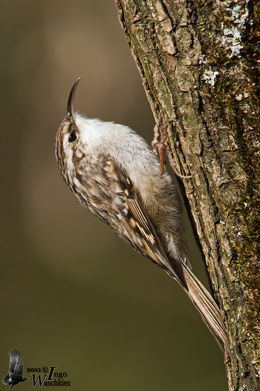 Adult Short-toed Treecreeper (ssp. brachydactyla )