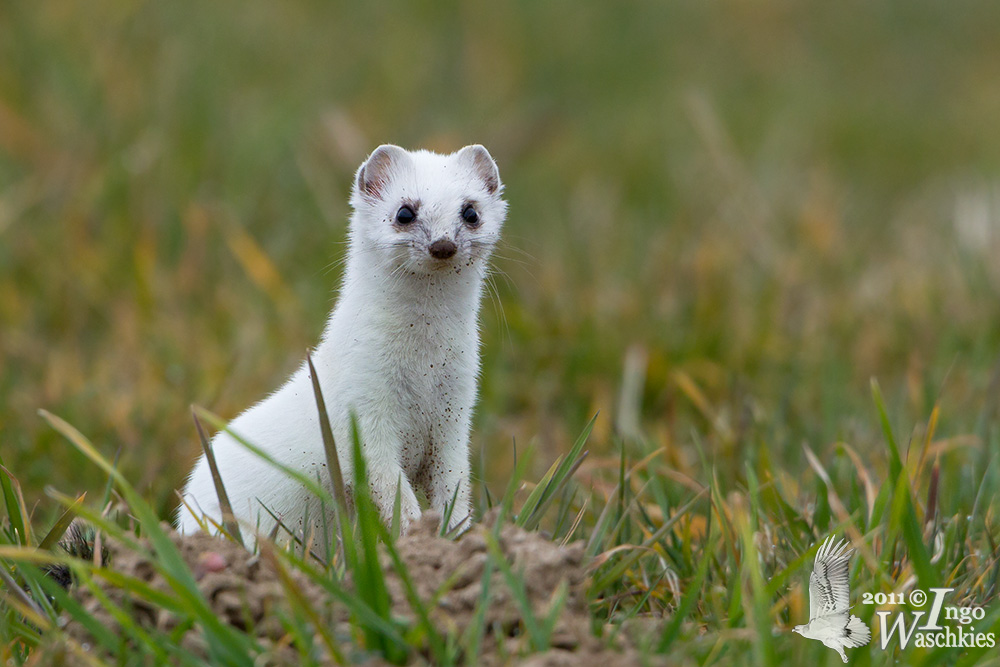 Ermine (ssp. <i>aestiva</i> or <i>minima</i>)