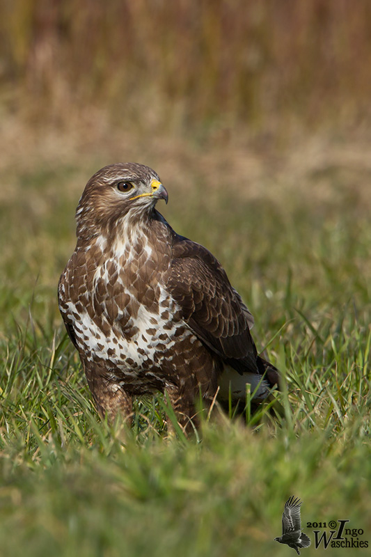 Adult Common Buzzard (ssp.  buteo )