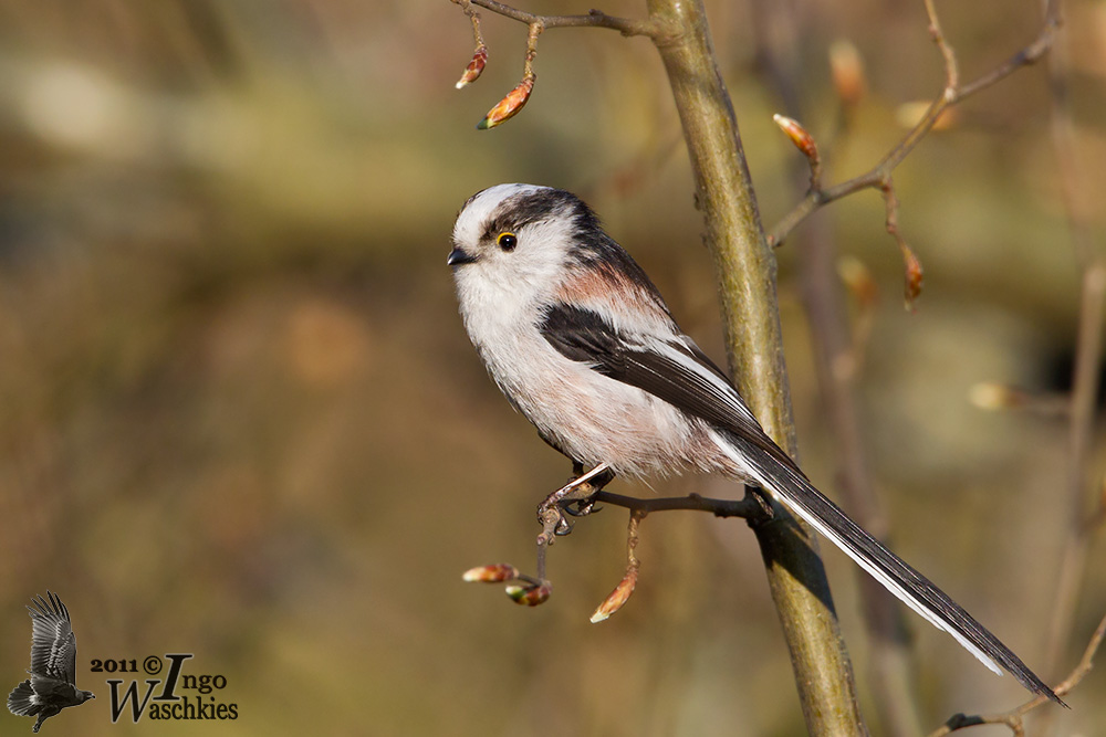 Adult Long-tailed Tit (ssp.  europaeus )