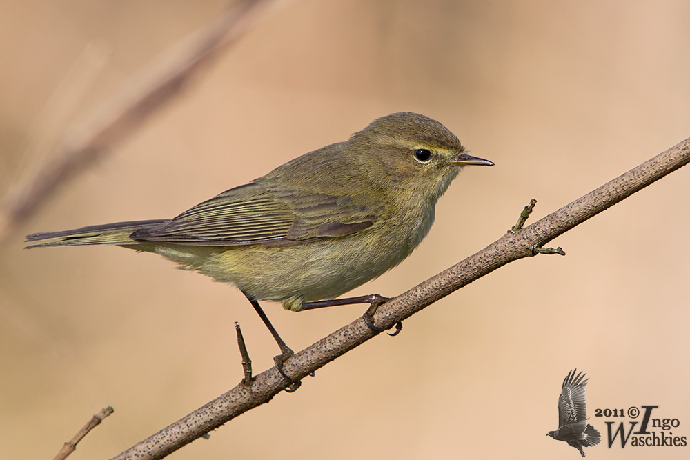 Adult Common Chiffchaff (ssp.  collybita )
