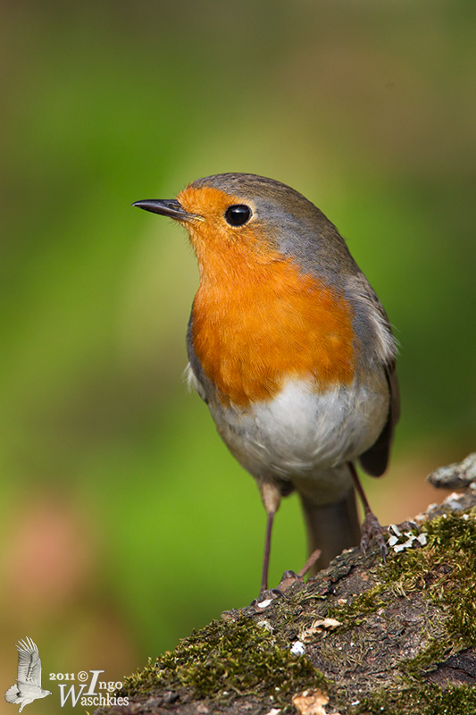 Adult European Robin (ssp.  rubecula )