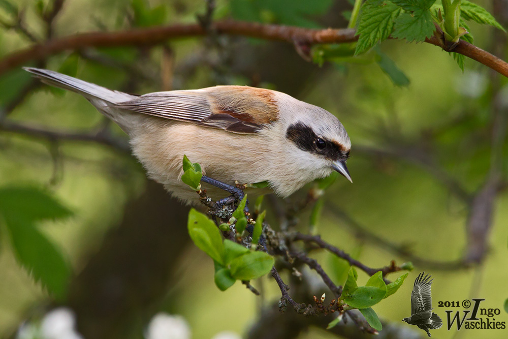 Adult female Eurasian Penduline Tit (ssp.  pendulinus )