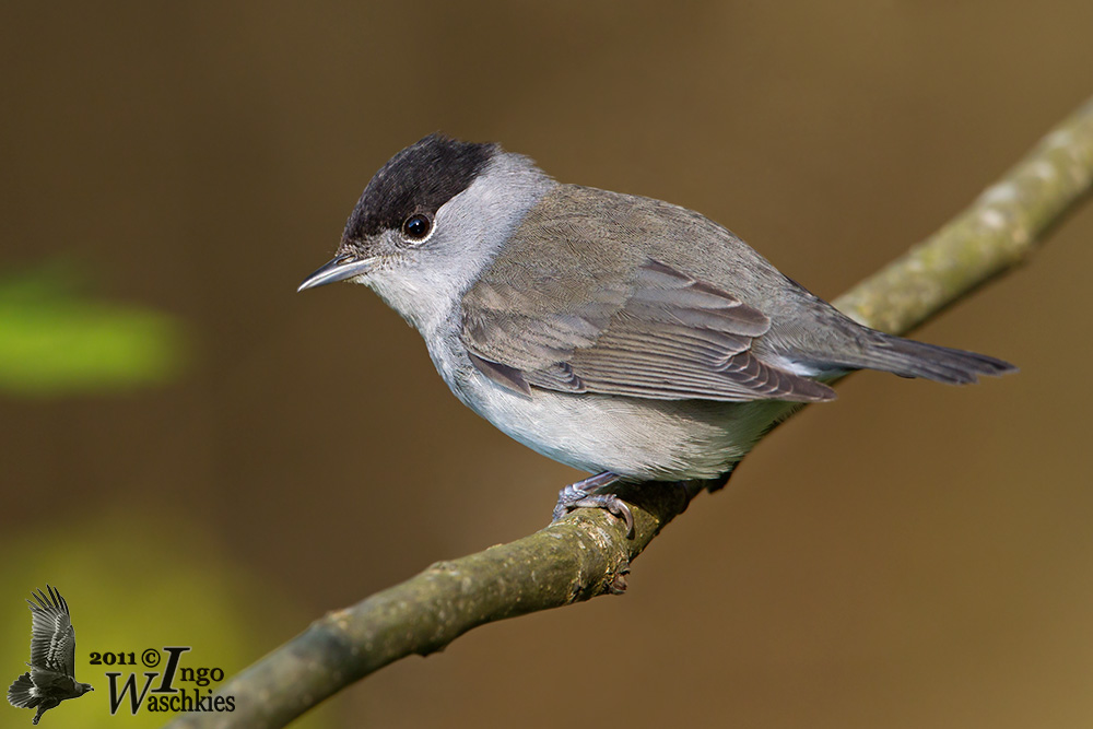 Adult male Eurasian Blackcap (ssp.  atricapilla )