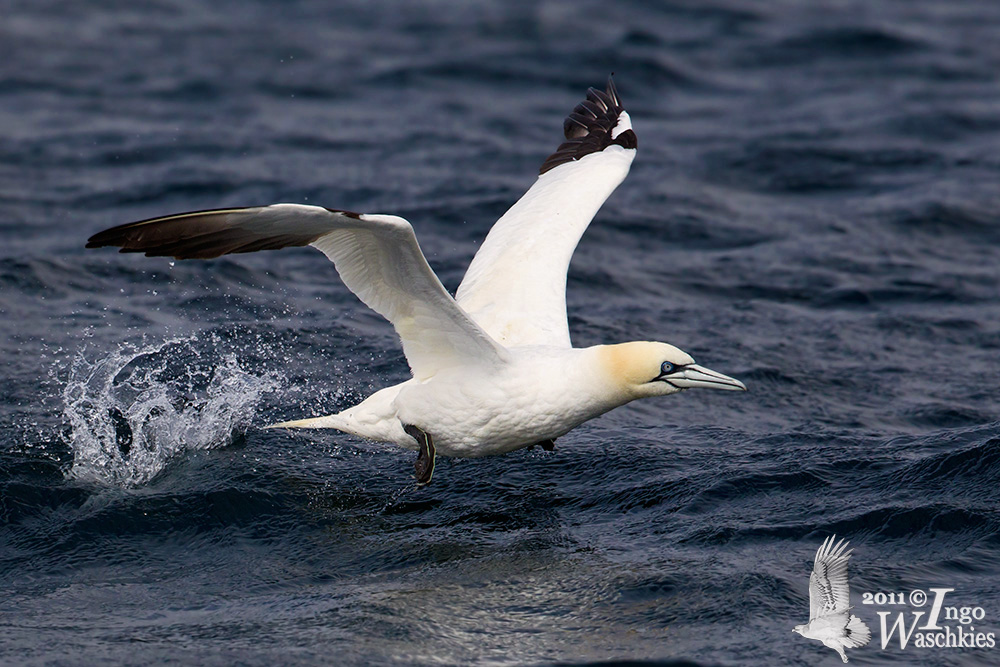 Adult Northern Gannet