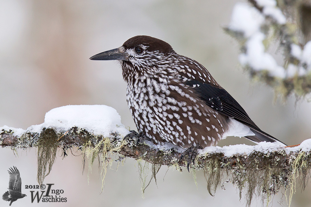 Adult Northern Nutcracker (ssp. caryocatactes)