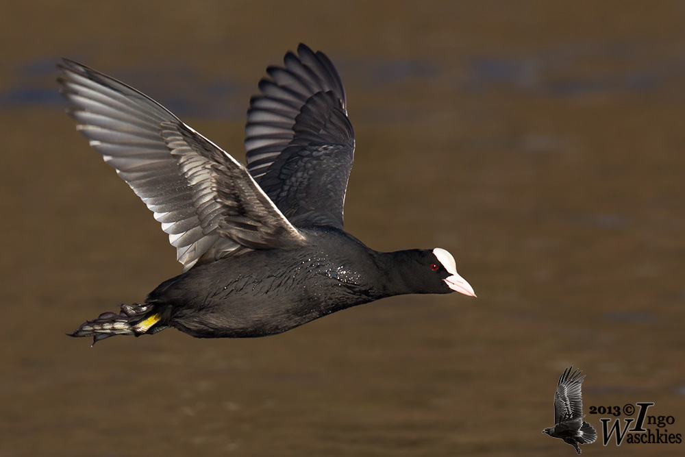 Adult Eurasian Coot