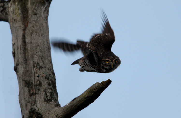 Eurasian Pygmy Owl (Glaucidium pesserinum), Sparvuggla