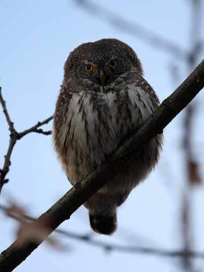 Eurasian Pygmy Owl (Glaucidium pesserinum), Sparvuggla