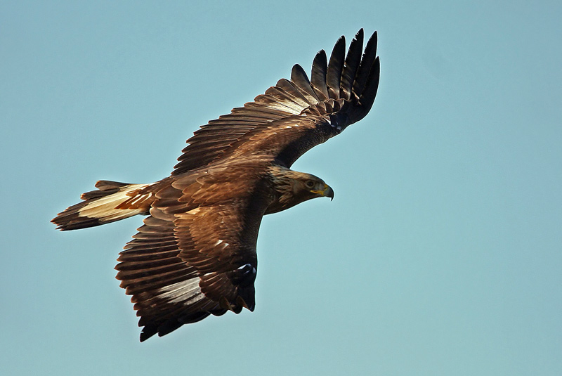 Golden Eagle (Aquila chrysaetos), Kungsrn