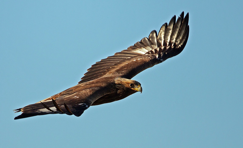 Golden Eagle (Aquila chrysaetos), Kungsrn