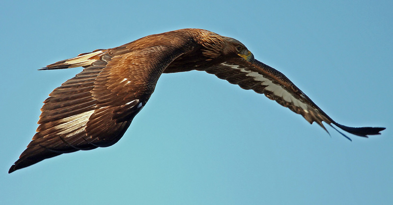 Golden Eagle (Aquila chrysaetos), Kungsrn