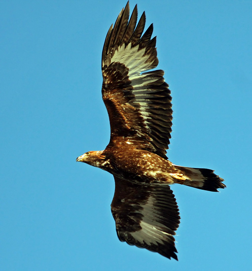 Golden Eagle (Aquila chrysaetos), Kungsrn