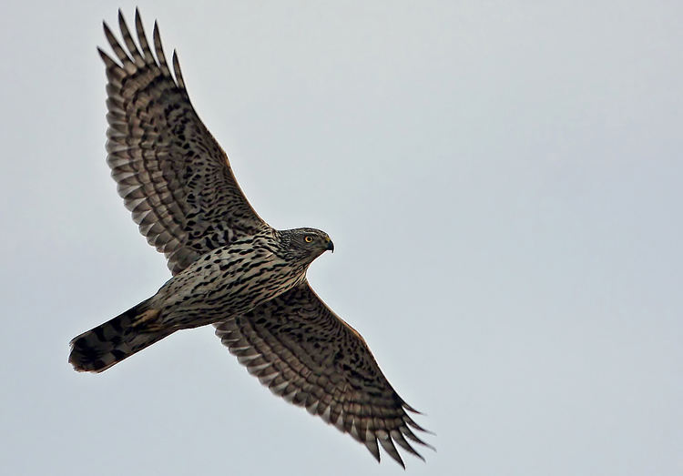Northern Goshawk (Accipiter gentilis), Duvhk