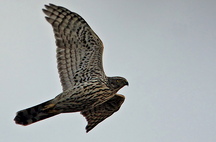 Northern Goshawk (Accipiter gentilis), Duvhk