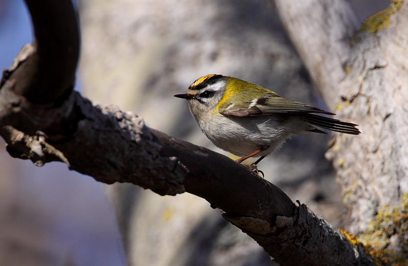Firecrest (Regulus ignicapilla), Brandkronad kungsfgel