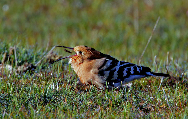 Eurasian Hoopoe (Upupa epops), Hrfgel