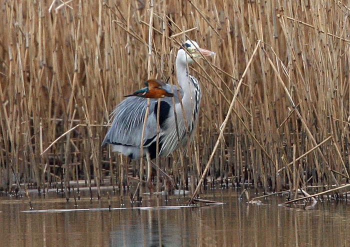 Grey Heron& Kingfischer