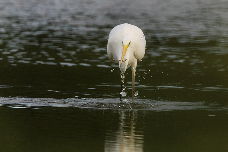 Great Egret (Egretta alba), gretthger