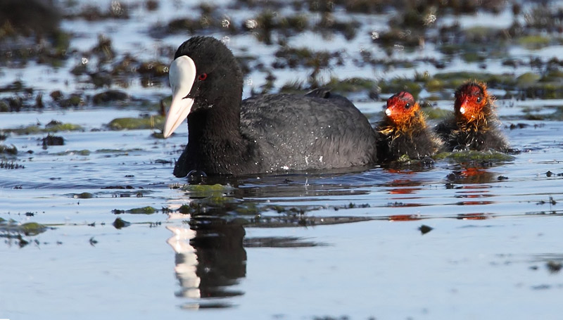 Eurasian Coot (Fulica atra), Sothna