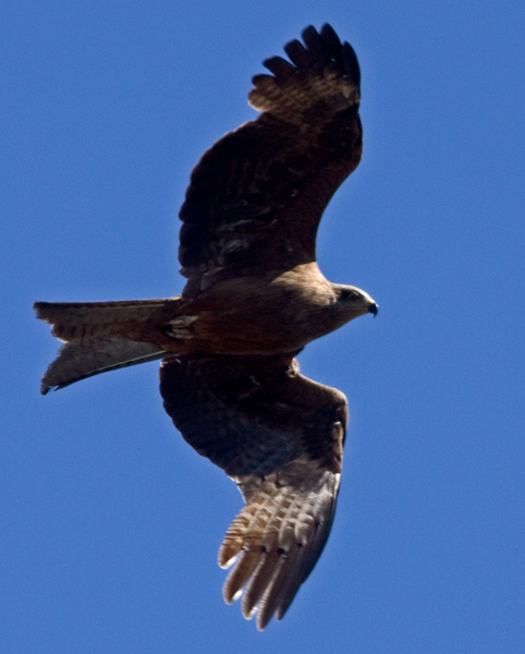 Black kite (Milvus migrans), Brun glada
