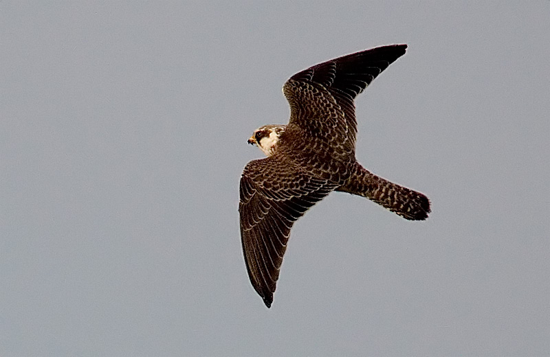 Red-Footed Falcon (Falco vespertinus), Aftonfalk