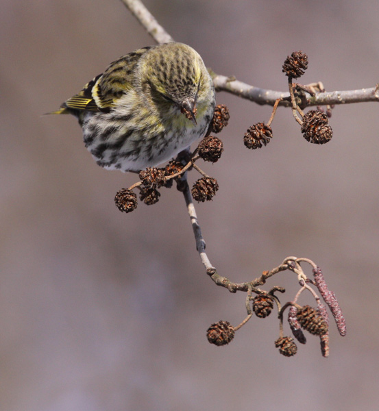 Common Linnet (Carduelis cannabina), Grnsiska