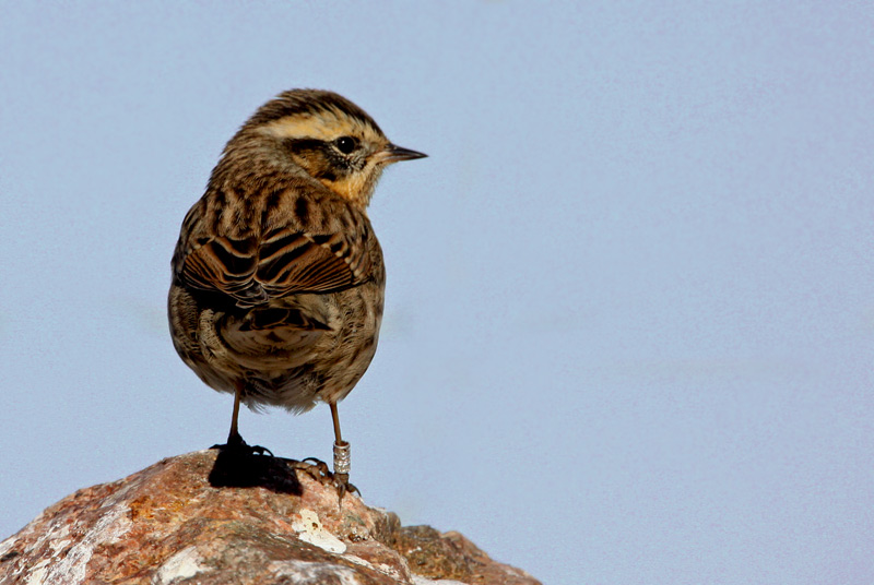 Black-Throated Accentor (Prunella atrogularis), Svartstrupig jrnspar