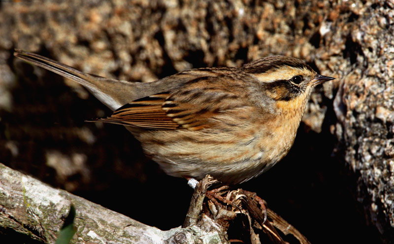 Black-Throated Accentor (Prunella atrogularis), Svartstrupig jrnspar