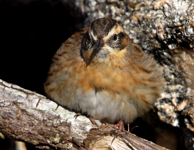 Black-Throated Accentor (Prunella atrogularis), Svartstrupig jrnspar
